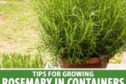 amazing-tips-to-grow-rosemary-plant-at-homejpg-1-640x853